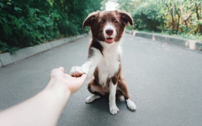 Как научить собаку давать лапу