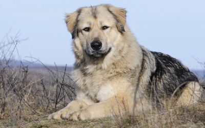Кавказская овчарка