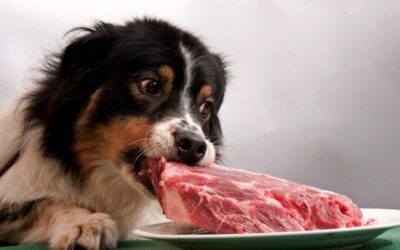 Натуральный корм для собак — плюсы и минусы