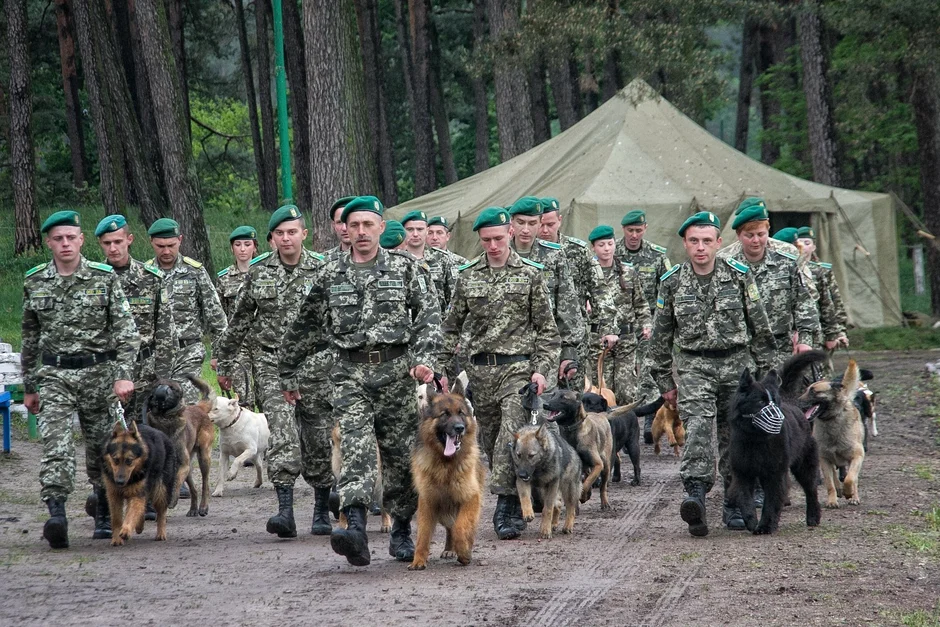 Сторожевые собаки